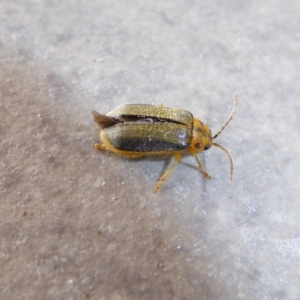 Xanthogaleruca luteola at Reid, ACT - 17 Apr 2017 11:06 AM