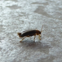 Xanthogaleruca luteola at Reid, ACT - 17 Apr 2017 11:06 AM