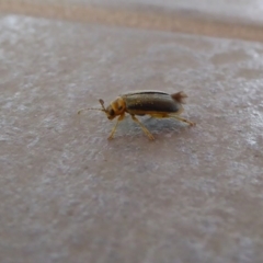 Xanthogaleruca luteola at Reid, ACT - 17 Apr 2017 11:06 AM