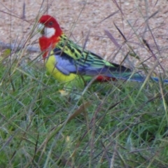 Platycercus eximius (Eastern Rosella) at Molonglo Valley, ACT - 18 Apr 2017 by AndyRussell