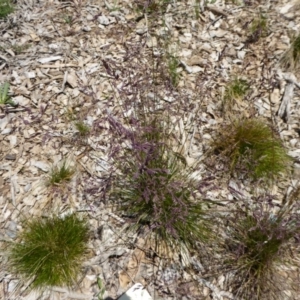 Poa fawcettiae at Molonglo Valley, ACT - 27 Nov 2016 12:24 PM