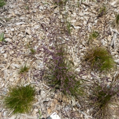 Poa fawcettiae (Horny Snow-grass) at Molonglo Valley, ACT - 27 Nov 2016 by AndyRussell