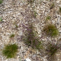 Poa fawcettiae (Horny Snow-grass) at Sth Tablelands Ecosystem Park - 27 Nov 2016 by AndyRussell