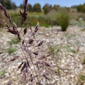 Poa fawcettiae at Molonglo Valley, ACT - 27 Nov 2016 12:24 PM