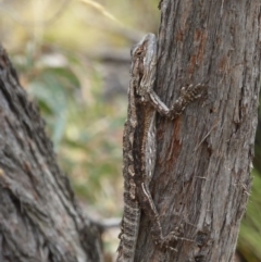 Pogona barbata (Eastern Bearded Dragon) at Canberra Central, ACT - 24 Feb 2017 by AndyRussell