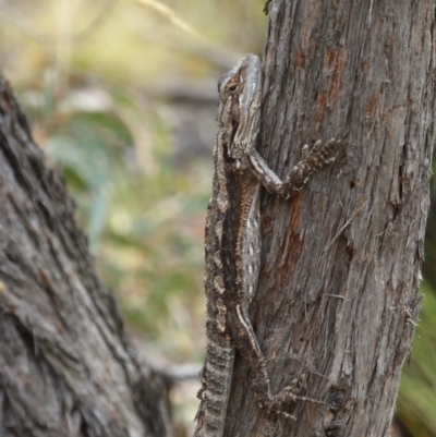 Pogona barbata (Eastern Bearded Dragon) at Canberra Central, ACT - 25 Feb 2017 by AndyRussell
