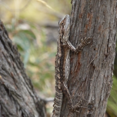 Pogona barbata (Eastern Bearded Dragon) at Black Mountain - 24 Feb 2017 by AndyRussell