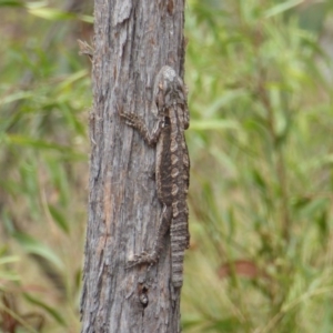 Pogona barbata at Canberra Central, ACT - suppressed