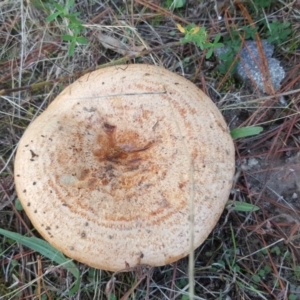 Lactarius deliciosus at Jerrabomberra, ACT - 22 Apr 2017 04:21 PM