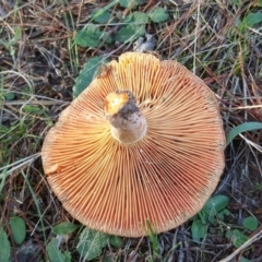 Lactarius deliciosus at Jerrabomberra, ACT - 22 Apr 2017 04:21 PM