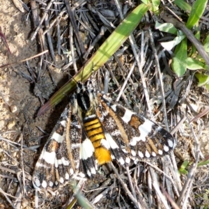 Apina callisto at Theodore, ACT - 22 Apr 2017