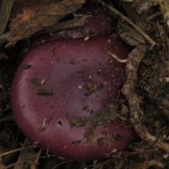 Cortinarius archeri s.l. (Emperor Cortinar) at Paddys River, ACT - 21 Apr 2017 by JohnBundock