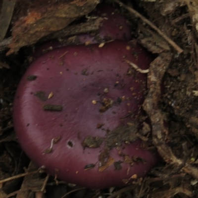 Cortinarius archeri s.l. (Emperor Cortinar) at Paddys River, ACT - 21 Apr 2017 by JohnBundock