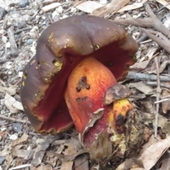 zz bolete at Tidbinbilla Nature Reserve - 21 Apr 2017 by JohnBundock