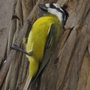 Falcunculus frontatus at Paddys River, ACT - 21 Apr 2017 12:36 PM