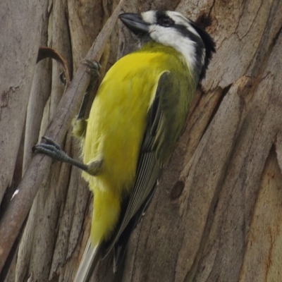 Falcunculus frontatus (Eastern Shrike-tit) at Tidbinbilla Nature Reserve - 21 Apr 2017 by JohnBundock