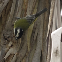 Falcunculus frontatus at Paddys River, ACT - 21 Apr 2017 12:36 PM