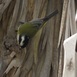 Falcunculus frontatus at Paddys River, ACT - 21 Apr 2017 12:36 PM