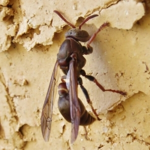 Ropalidia plebeiana at Wanniassa, ACT - 20 Apr 2017