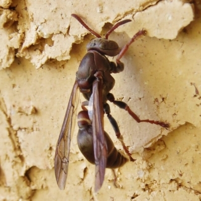 Ropalidia plebeiana (Small brown paper wasp) at Wanniassa, ACT - 20 Apr 2017 by JohnBundock
