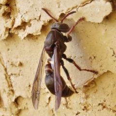 Ropalidia plebeiana (Small brown paper wasp) at Wanniassa, ACT - 20 Apr 2017 by JohnBundock