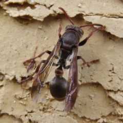 Ropalidia plebeiana at Wanniassa, ACT - 20 Apr 2017