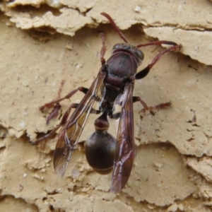 Ropalidia plebeiana at Wanniassa, ACT - 20 Apr 2017