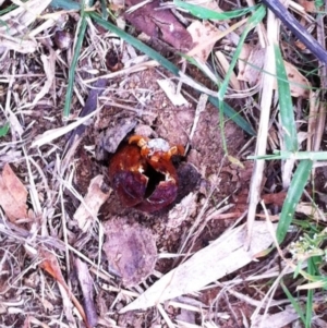 Hepialidae (family) at Hughes, ACT - 22 Apr 2017 12:00 AM