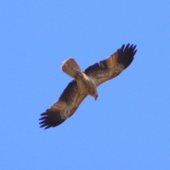 Haliastur sphenurus (Whistling Kite) at Mulligans Flat - 22 Apr 2017 by MatthewFrawley