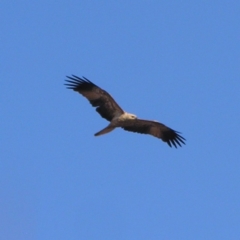 Haliastur sphenurus at Gungahlin, ACT - 22 Apr 2017 01:05 PM