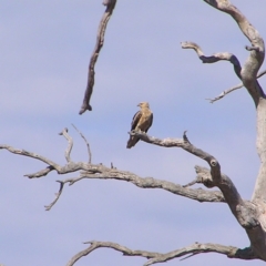 Haliastur sphenurus at Gungahlin, ACT - 22 Apr 2017