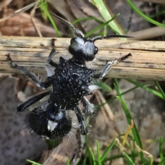 Bothriomutilla rugicollis (Mutillid wasp or velvet ant) at Googong, NSW - 23 Apr 2017 by Wandiyali
