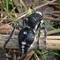 Bothriomutilla rugicollis at Googong, NSW - 23 Apr 2017