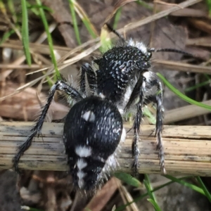 Bothriomutilla rugicollis at Googong, NSW - 23 Apr 2017 10:00 AM