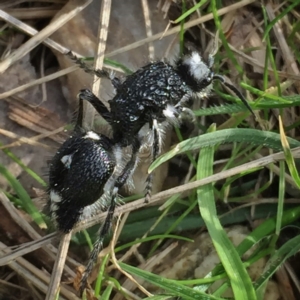 Bothriomutilla rugicollis at Googong, NSW - 23 Apr 2017