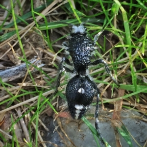 Bothriomutilla rugicollis at Googong, NSW - 23 Apr 2017