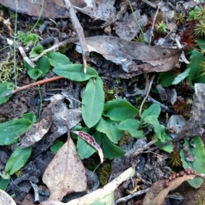 Chiloglottis sp. (A Bird/Wasp Orchid) at QPRC LGA - 23 Apr 2017 by MattM