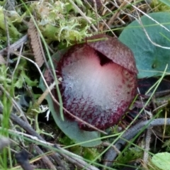 Corysanthes hispida (Bristly Helmet Orchid) at Mount Jerrabomberra - 23 Apr 2017 by MattM