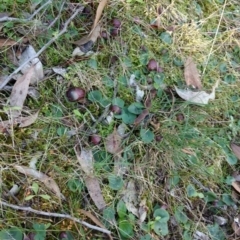 Corysanthes hispida at Jerrabomberra, NSW - 23 Apr 2017