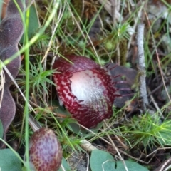 Corysanthes hispida at Jerrabomberra, NSW - 23 Apr 2017