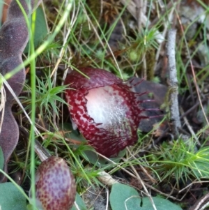 Corysanthes hispida at Jerrabomberra, NSW - 23 Apr 2017