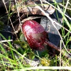 Corysanthes hispida at Jerrabomberra, NSW - suppressed
