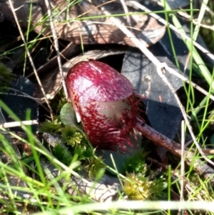 Corysanthes hispida at Jerrabomberra, NSW - 23 Apr 2017