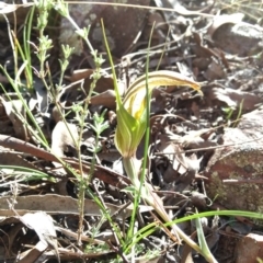 Diplodium ampliatum (Large Autumn Greenhood) at Mount Jerrabomberra QP - 23 Apr 2017 by MattM