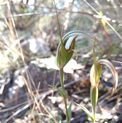 Diplodium ampliatum (Large Autumn Greenhood) at QPRC LGA - 23 Apr 2017 by MattM