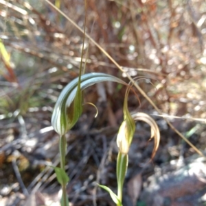 Diplodium ampliatum at Jerrabomberra, NSW - 23 Apr 2017