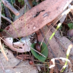 Corysanthes hispida (Bristly Helmet Orchid) at Mount Jerrabomberra - 23 Apr 2017 by MattM