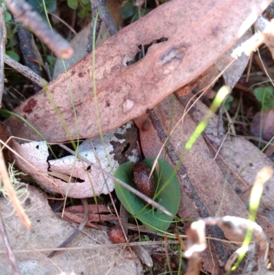 Corysanthes hispida (Bristly Helmet Orchid) at Jerrabomberra, NSW - 23 Apr 2017 by MattM