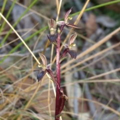 Acianthus exsertus (Large Mosquito Orchid) at Mount Jerrabomberra - 23 Apr 2017 by MattM