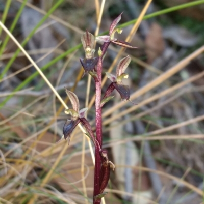 Acianthus exsertus (Large Mosquito Orchid) at Mount Jerrabomberra QP - 23 Apr 2017 by MattM